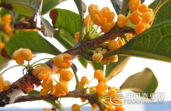 金桂花树种植技术