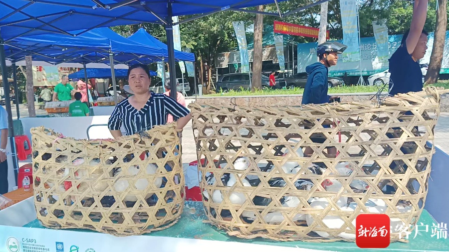 海南海鸭养殖基地_海南鸭子养殖技术_海南鸭子养殖合作社