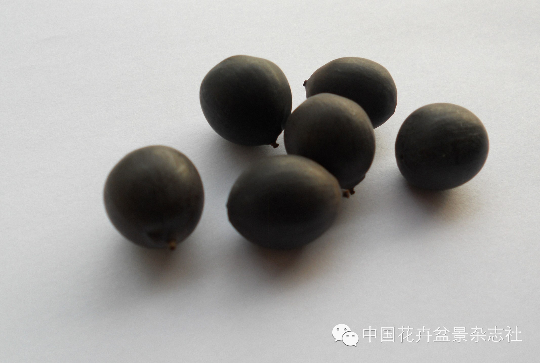 碗莲种植技术_碗莲种植视频教程_碗莲的种植法