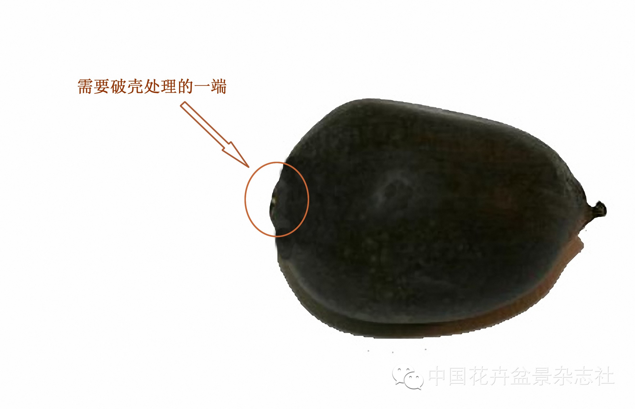 碗莲种植视频教程_碗莲种植技术_碗莲的种植法