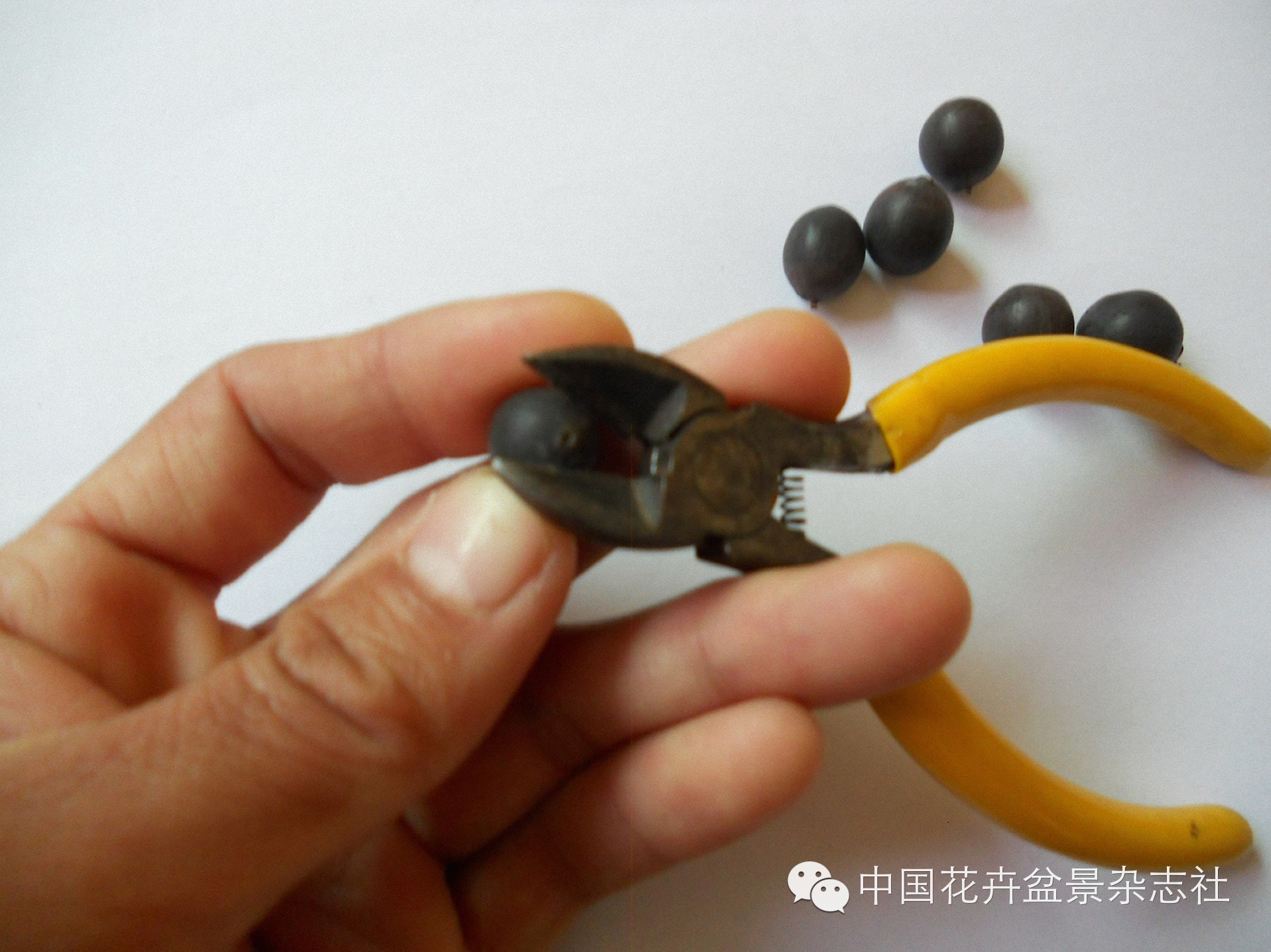 碗莲的种植法_碗莲种植视频教程_碗莲种植技术