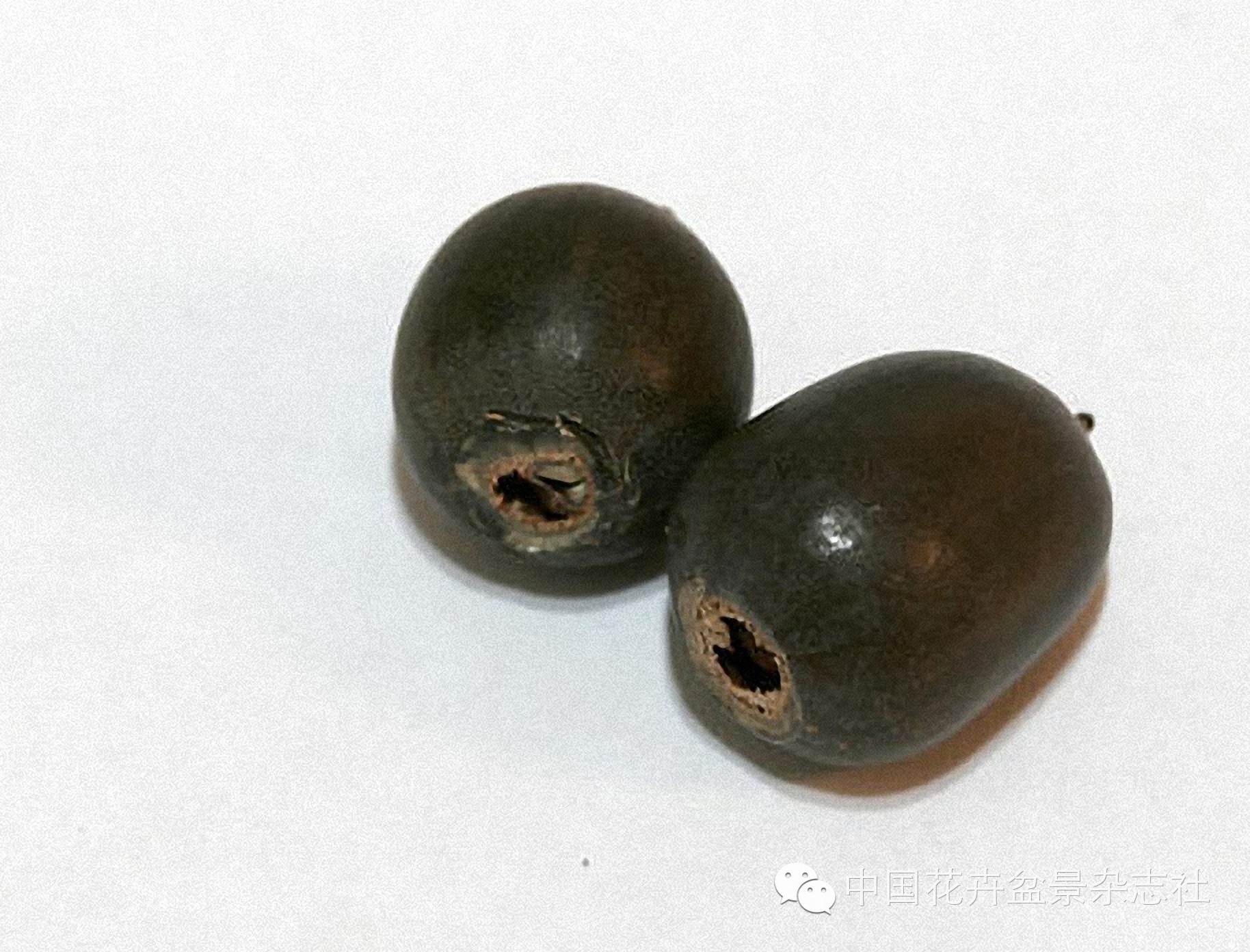 碗莲的种植法_碗莲种植视频教程_碗莲种植技术