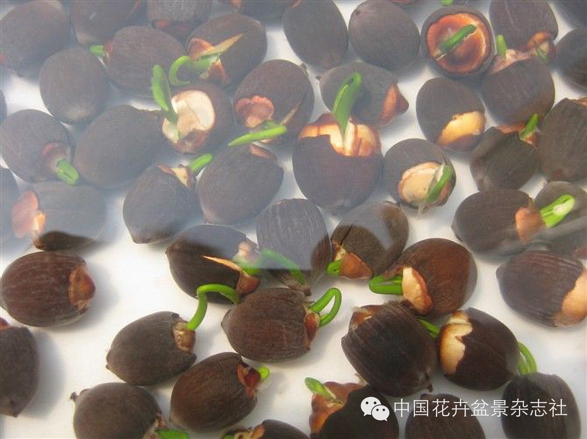 碗莲的种植法_碗莲种植视频教程_碗莲种植技术