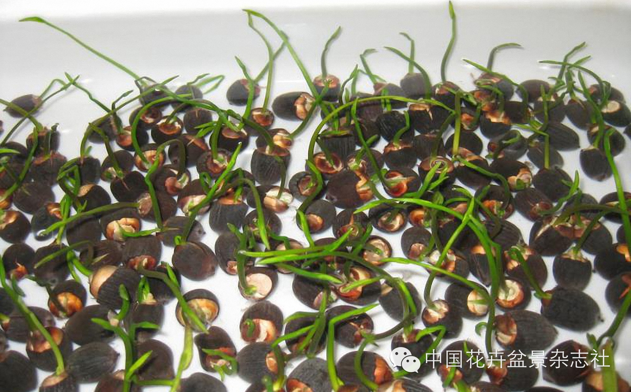 碗莲种植技术_碗莲种植视频教程_碗莲的种植法
