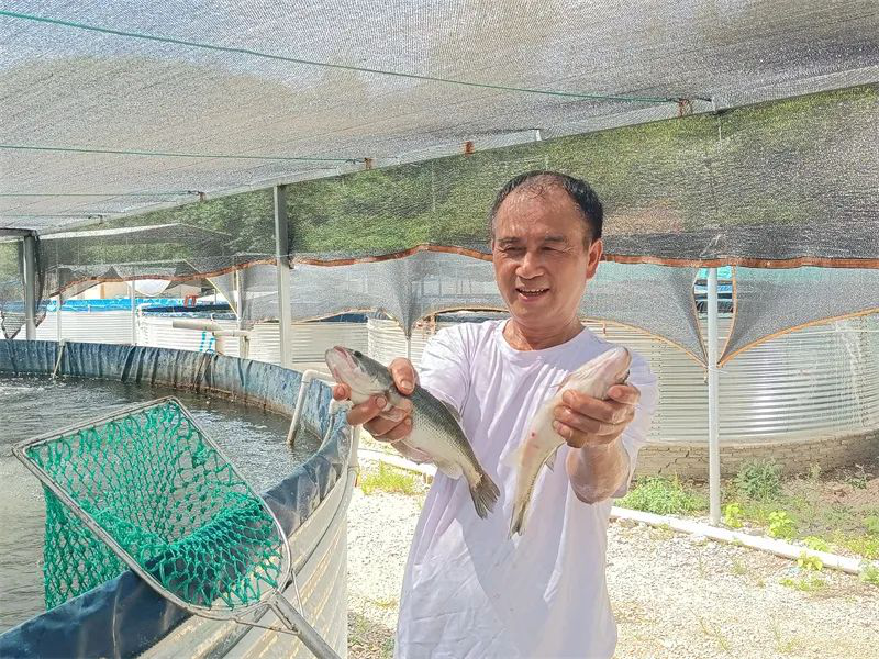 养殖黄辣丁鱼是不是骗局_池塘黄辣丁养殖技术_人工养殖黄辣丁