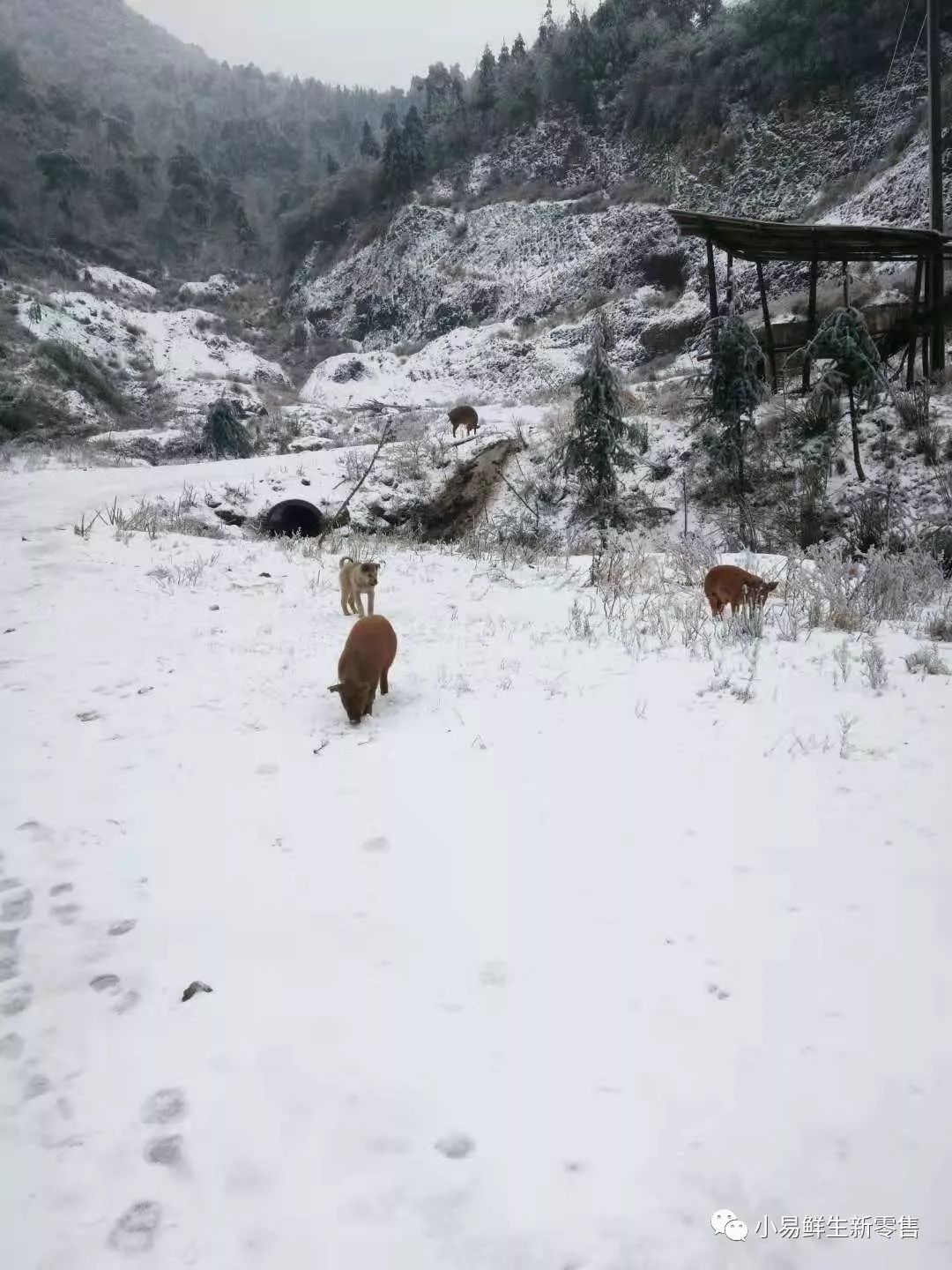 致富经 放养野猪_放养野猪养殖视频_野猪养猪