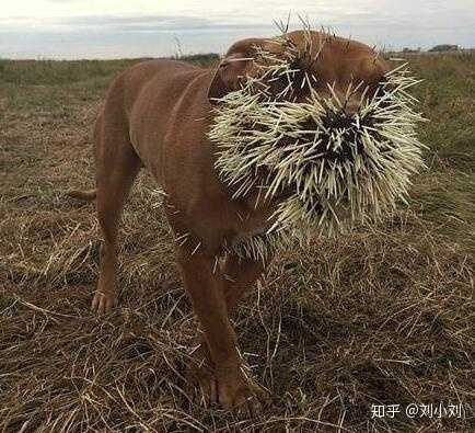 致富养殖豪猪周小英视频_致富经豪猪养殖周小英_致富养殖豪猪周小英是谁