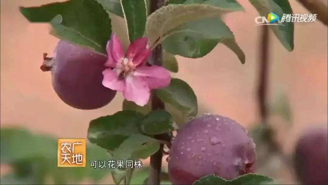 盆栽苹果种植年入1000万，一年四季都结果！