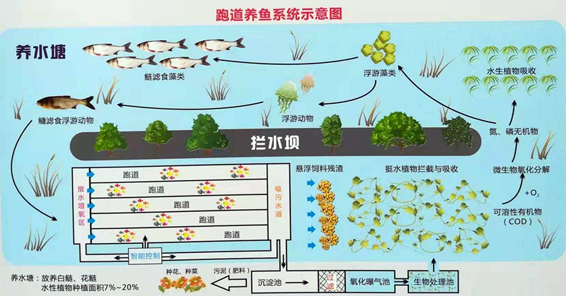 致富养殖锦鲤项目名称_致富养殖锦鲤项目介绍_锦鲤养殖致富项目