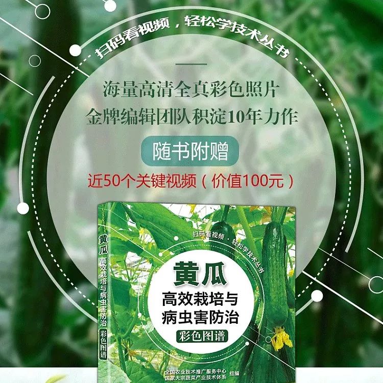 黄瓜种植早春技术视频_黄瓜种植早春技术要点_早春黄瓜种植技术