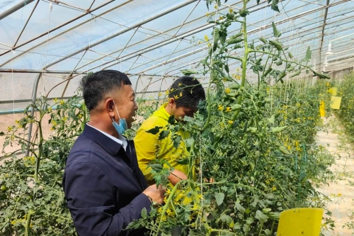 致富经大棚种菜技术_致富经大棚专利种草养鸡_温棚种植致富能手