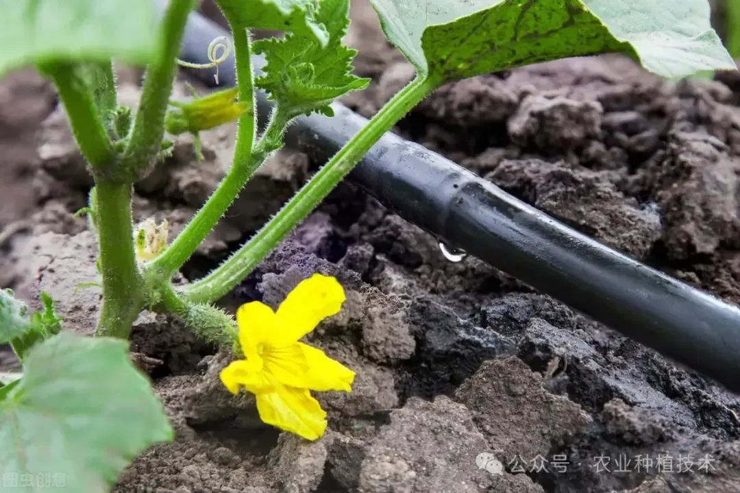 春季黄瓜种植技术视频_黄瓜种植早春技术要点_早春黄瓜种植技术