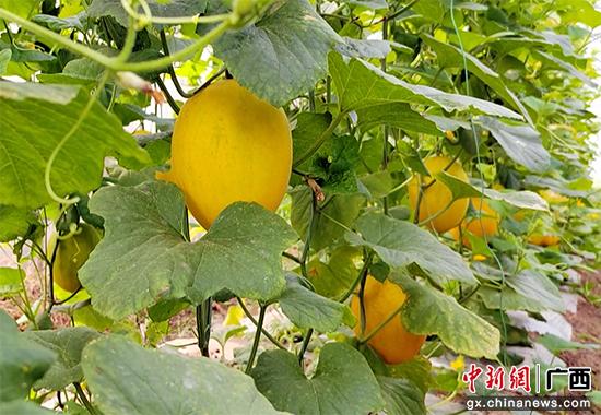 广西平南：甜瓜种植尝甜头 “甜蜜事业”有奔头