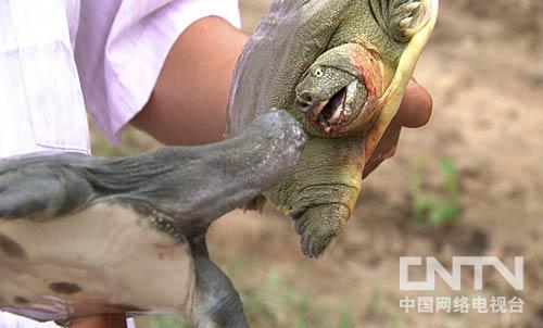 养殖黄鳝挣钱吗_致富经养殖黄鳝_致富养殖黄鳝怎么样