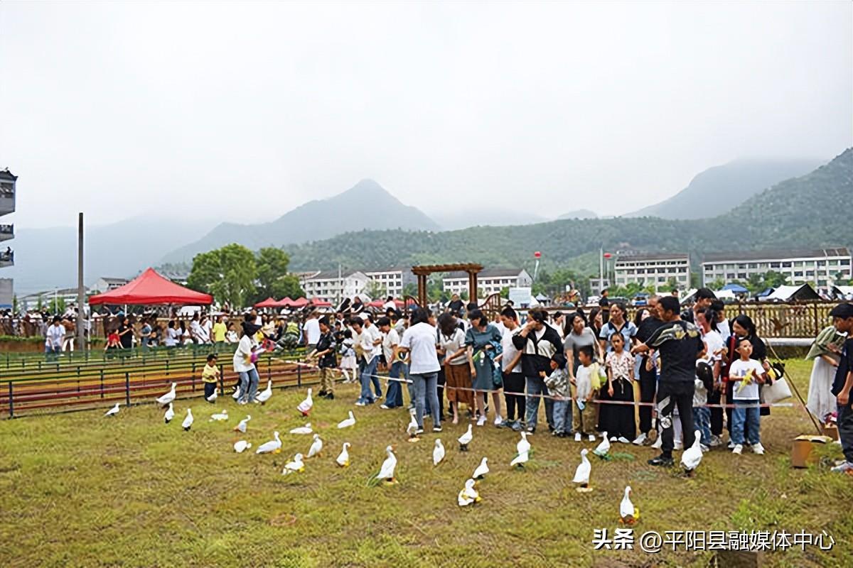 致富经鸭子养殖视频_致富经番鸭_致富经养鸭视频大全