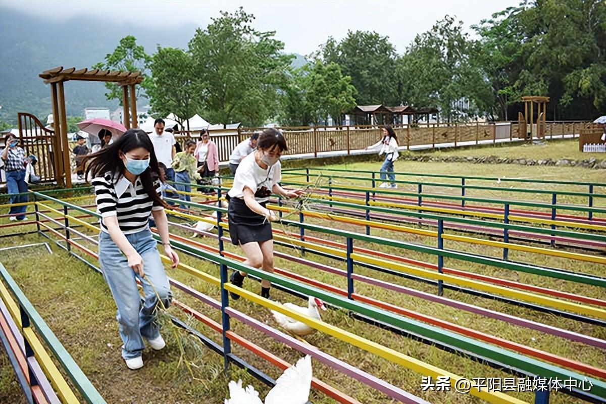 致富经养鸭视频大全_致富经番鸭_致富经鸭子养殖视频