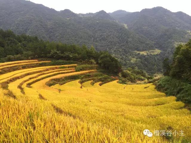 药材种植的致富带头人_致富经种植中药材视频_美女种植药材致富