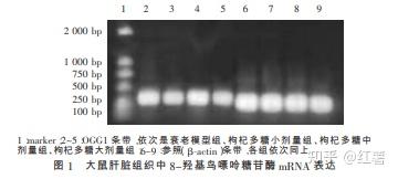 致富经枸杞种植视频_中央七致富经之枸杞_中央农业频道致富鱼