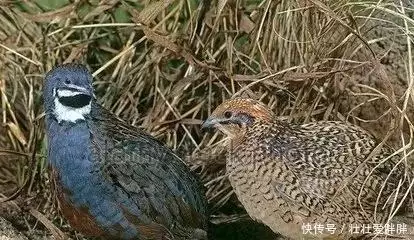 鱼缸养殖致富_鱼缸养鱼赚钱吗_鱼缸养殖鱼