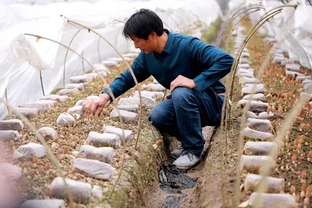 种好羊肚菌，走上致富路