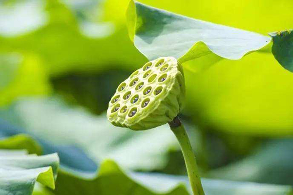 莲蓬怎样种植？水果莲蓬种植技术