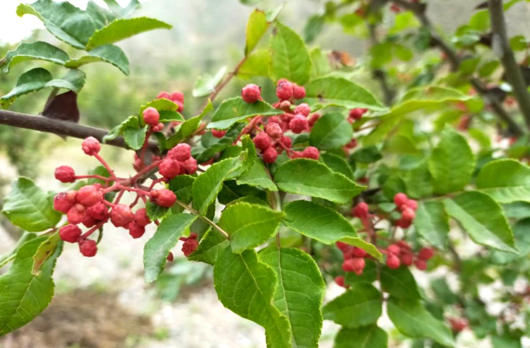 红旗乡：退耕巧种致富树 这里花椒别样红