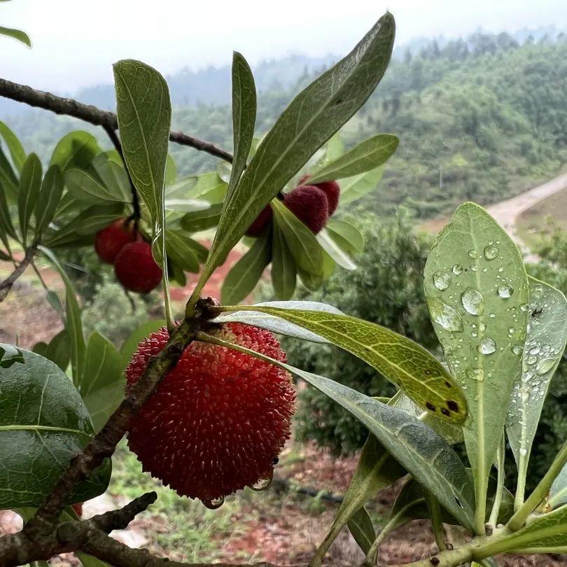 高场镇黄龙村：杨梅“吐气” 采摘正当时