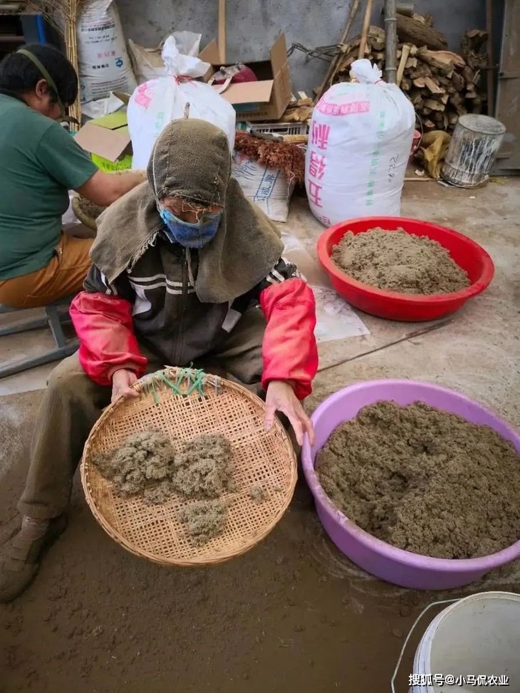 致富经种植中药材视频_美女种植药材致富_致富药材种植美女是谁