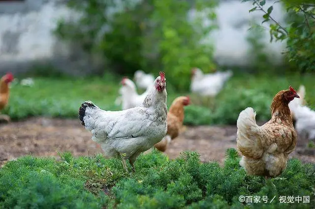 养殖草鸡的周期与利润_养殖草鸡致富_致富养殖草鸡图片