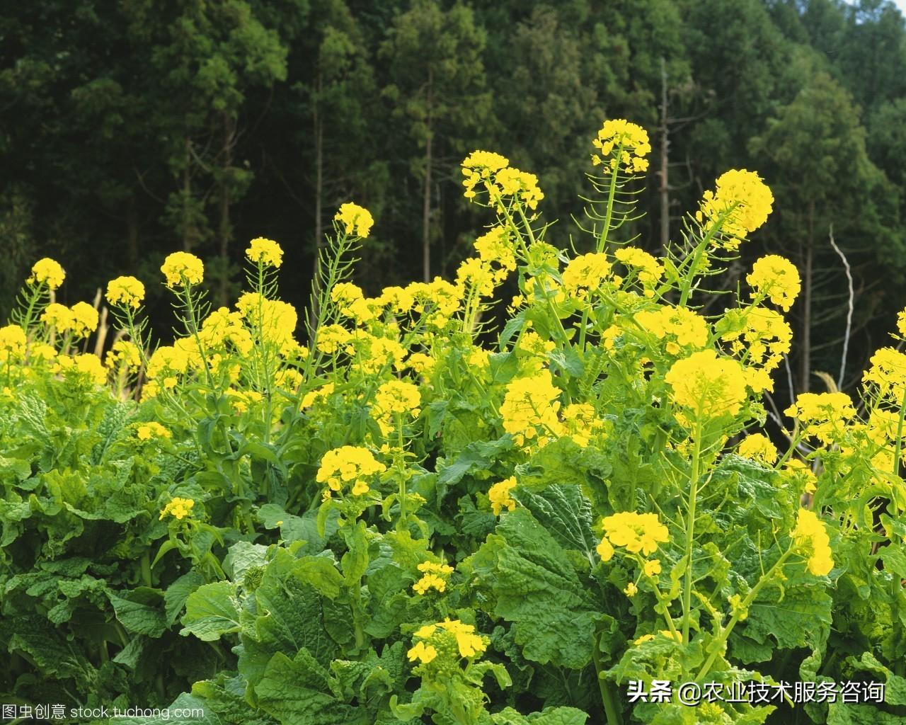 一年四季每月适合在阳台种植的蔬菜品种