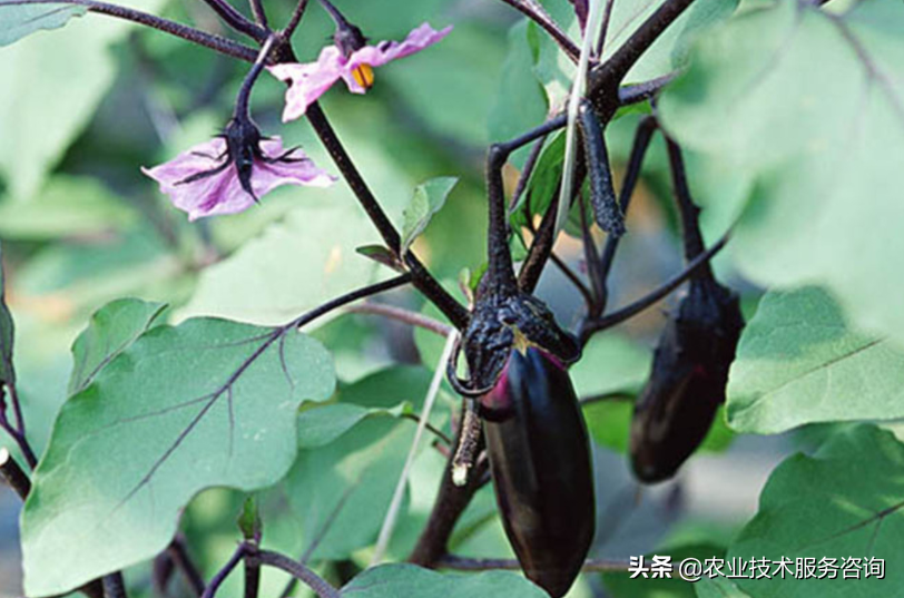 北方西兰花的种植技术_西北养兰花_兰花北方