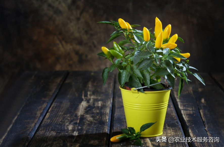 北方西兰花的种植技术_西北养兰花_兰花北方