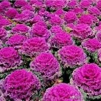 兰花北方_西北养兰花_北方西兰花的种植技术