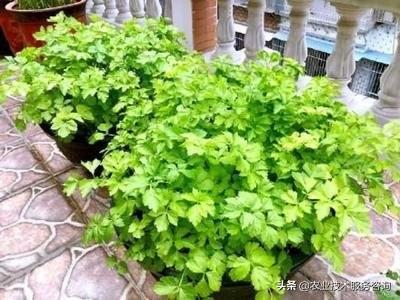 兰花北方_北方西兰花的种植技术_西北养兰花