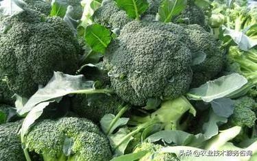 兰花北方_北方西兰花的种植技术_西北养兰花