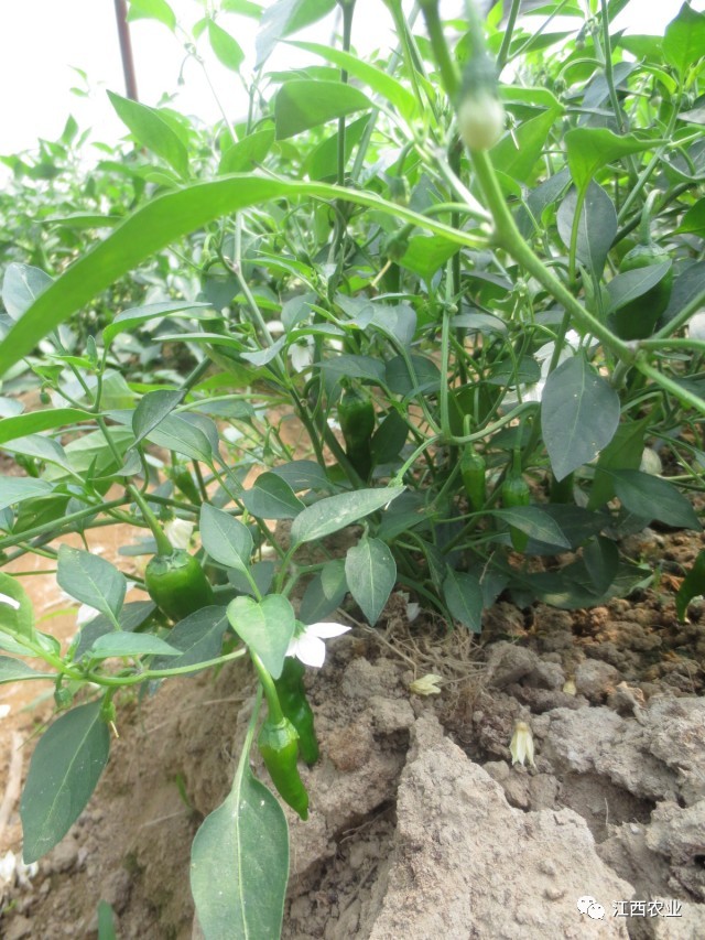 花卉致富种植门路图片大全_致富门路花卉种植_花卉致富种植门路图