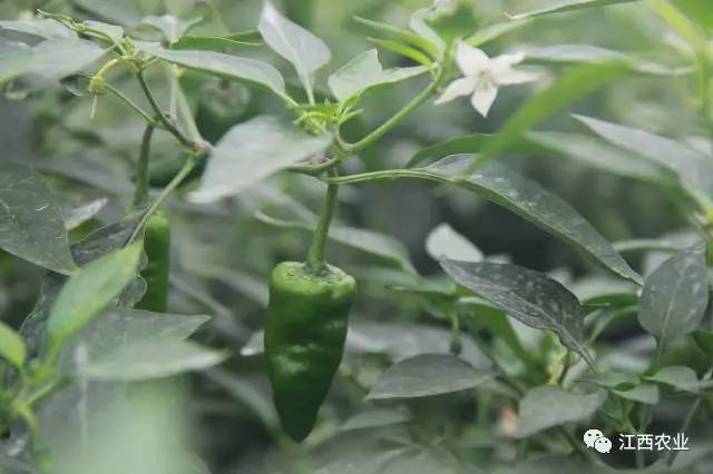 花卉致富种植门路图片大全_致富门路花卉种植_花卉致富种植门路图