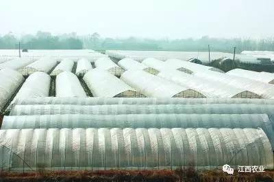 花卉致富种植门路图_花卉致富种植门路图片大全_致富门路花卉种植