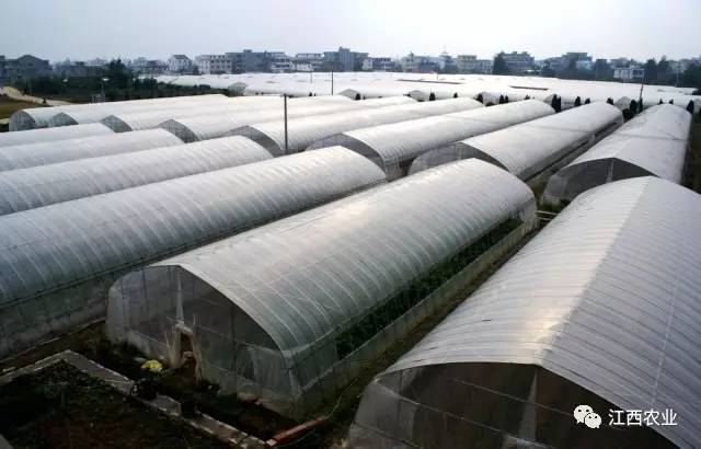 花卉致富种植门路图片大全_花卉致富种植门路图_致富门路花卉种植