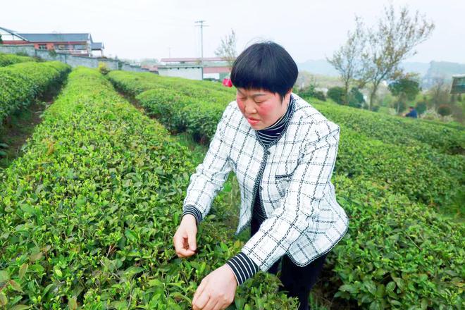 藤茶种植技术视频_致富种植藤茶怎么样_藤茶种植致富