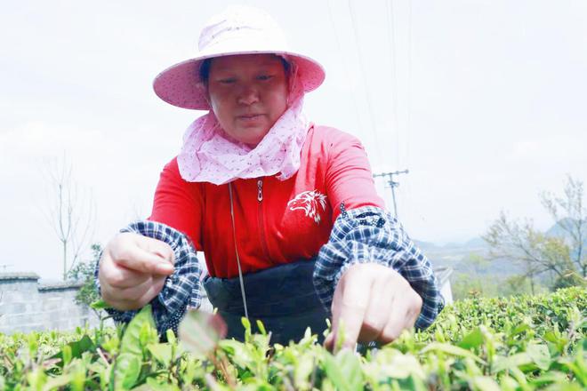 致富种植藤茶怎么样_藤茶种植致富_藤茶种植技术视频