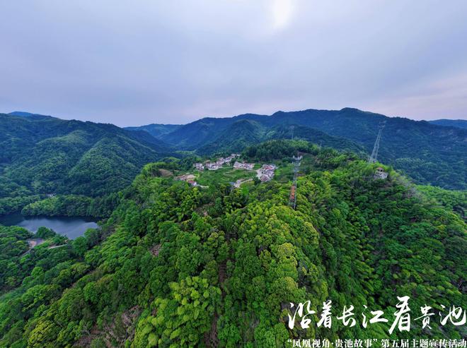 致富种植藤茶怎么样_藤茶种植技术视频_藤茶种植致富