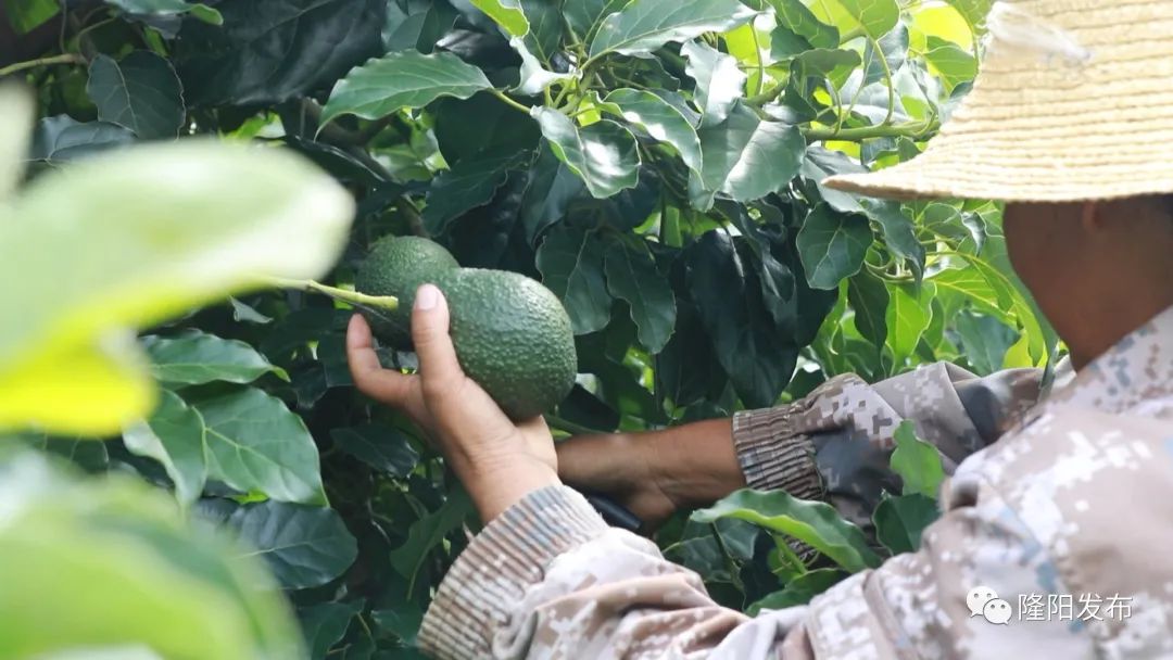 种牛油果赚钱吗_致富经牛油果种植_致富种植果牛油果好吗