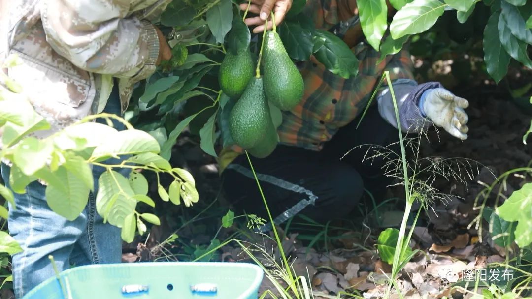 致富种植果牛油果好吗_致富经牛油果种植_种牛油果赚钱吗