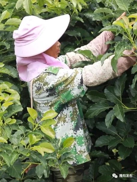 致富种植果牛油果好吗_致富经牛油果种植_种牛油果赚钱吗