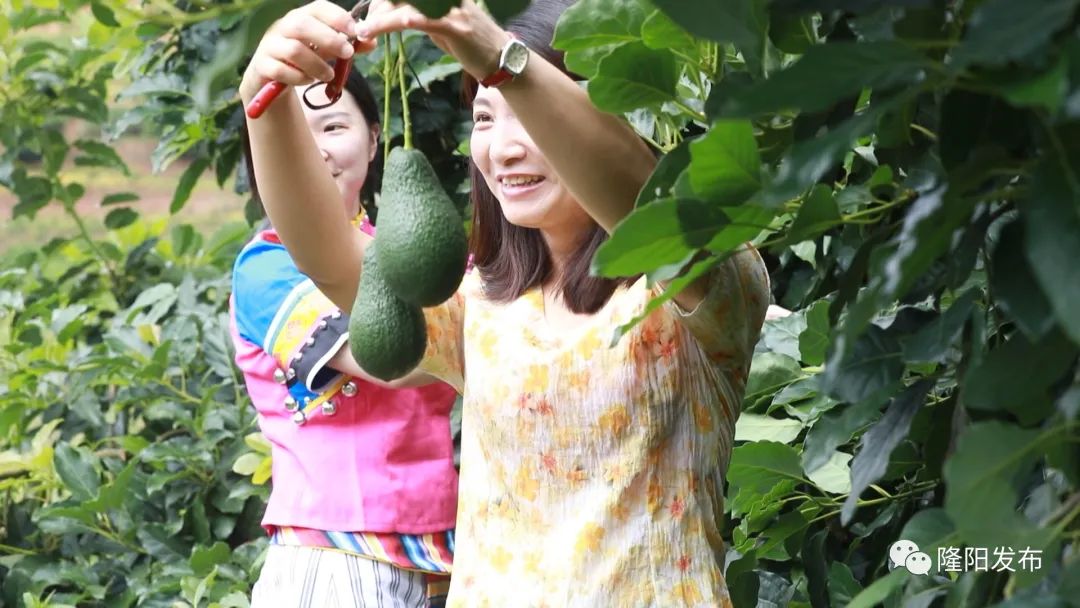 种牛油果赚钱吗_致富经牛油果种植_致富种植果牛油果好吗