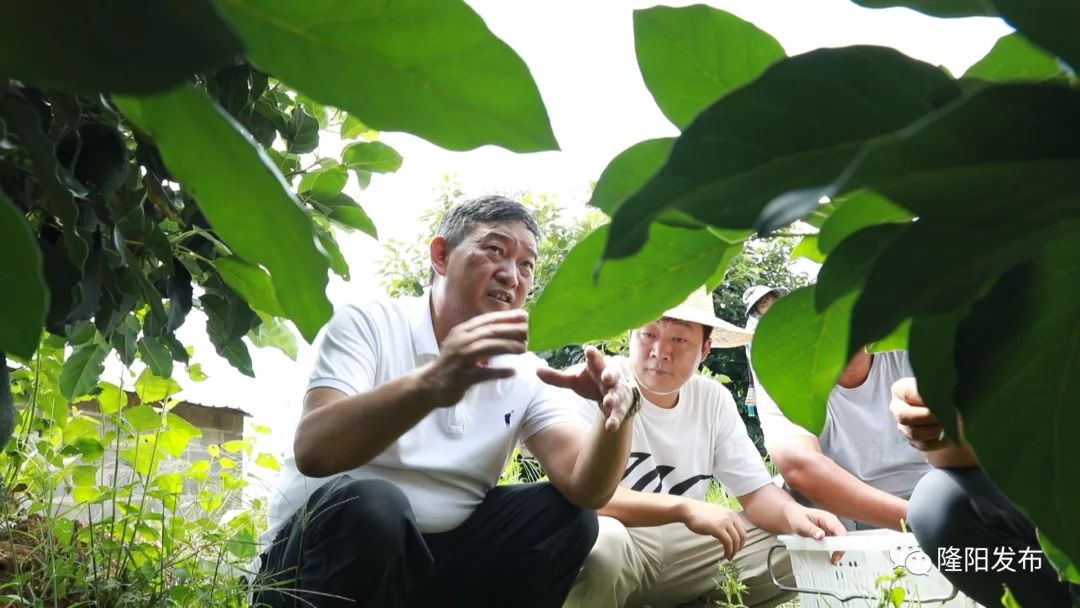 致富经牛油果种植_种牛油果赚钱吗_致富种植果牛油果好吗