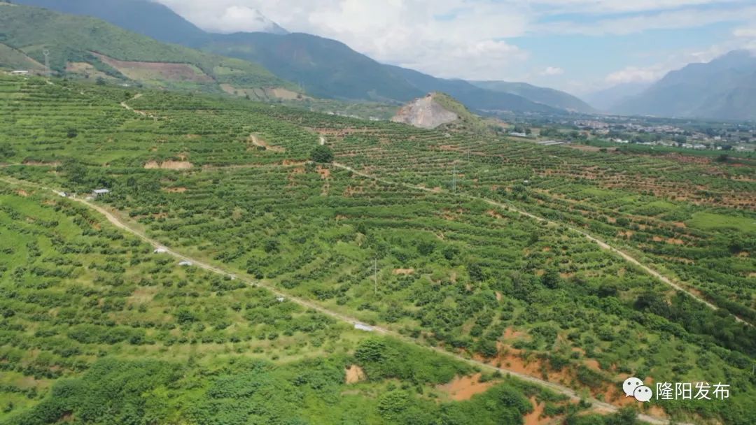 致富种植果牛油果好吗_种牛油果赚钱吗_致富经牛油果种植