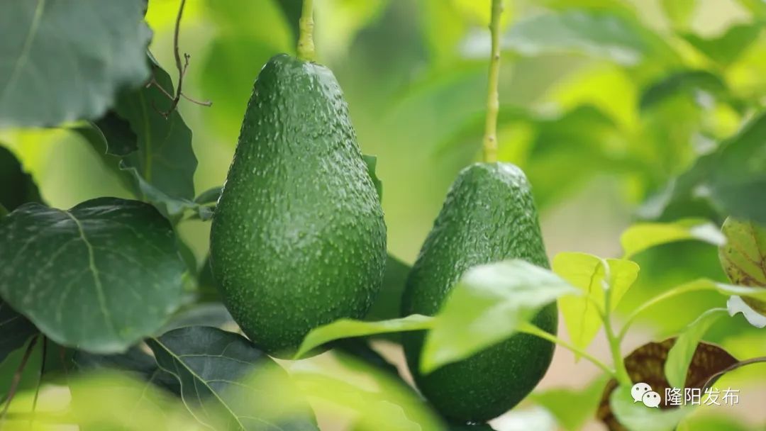 致富经牛油果种植_种牛油果赚钱吗_致富种植果牛油果好吗