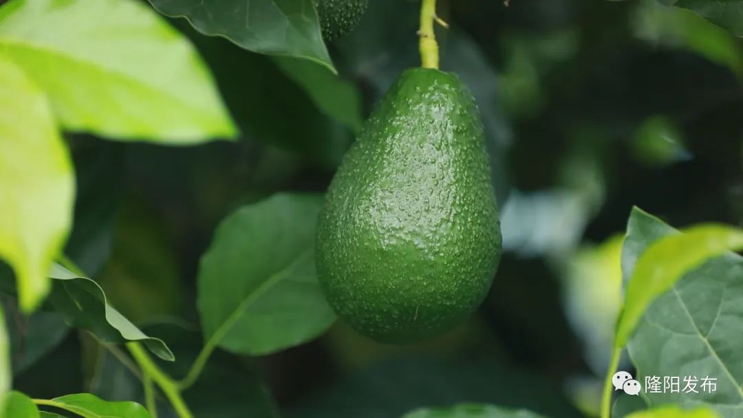 致富经牛油果种植_种牛油果赚钱吗_致富种植果牛油果好吗